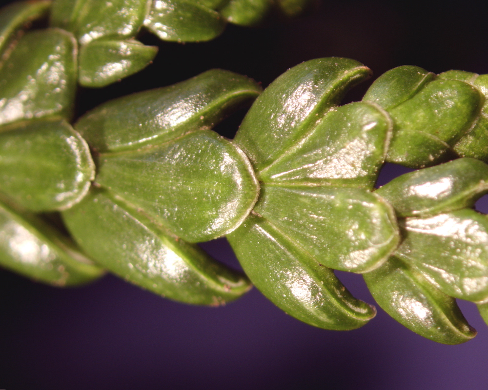 Thujopsis dolabrata leaf