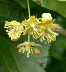 Tilia x europaea flowers
