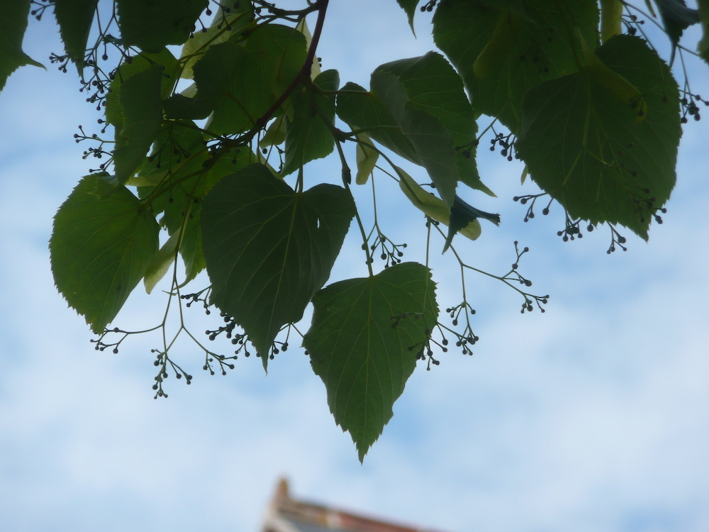 Tilia amurensis leaf