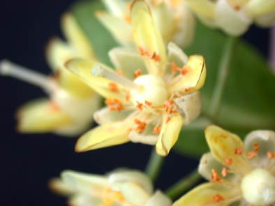Tilia tomentosa flower detail
