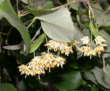 Tilia tomentosa flowers