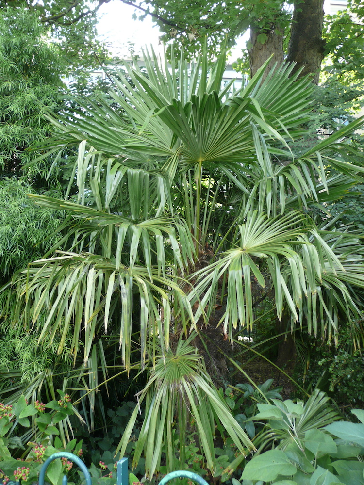 Trachycarpus fortunei in Belfast Botanic Gardens