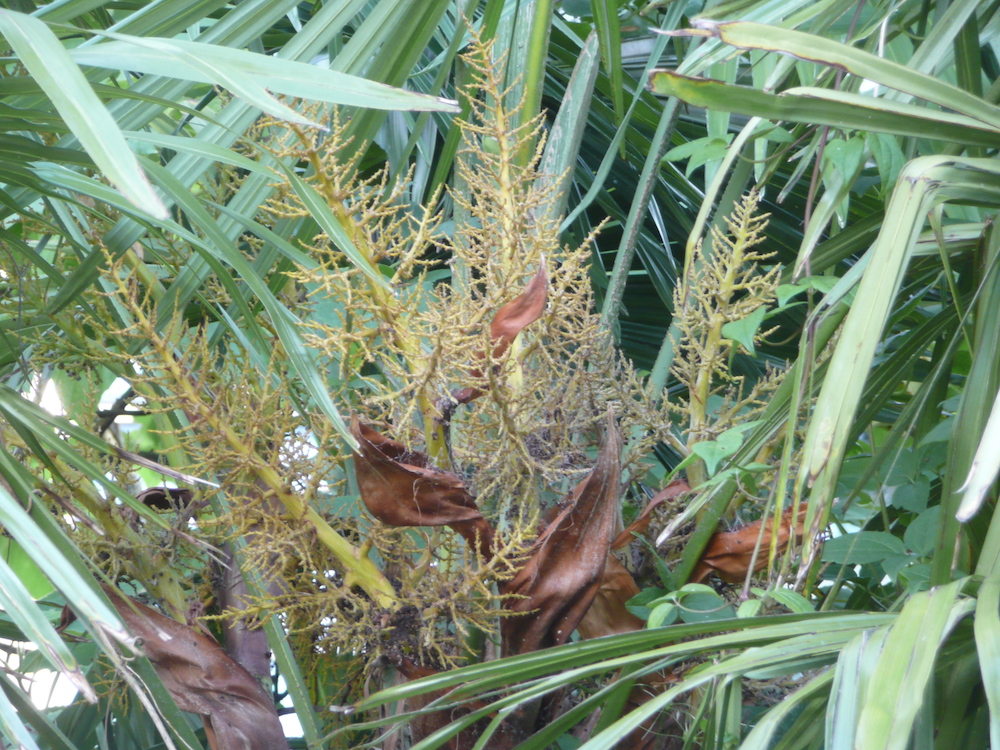 Flowers of Trachycarpus fortunei