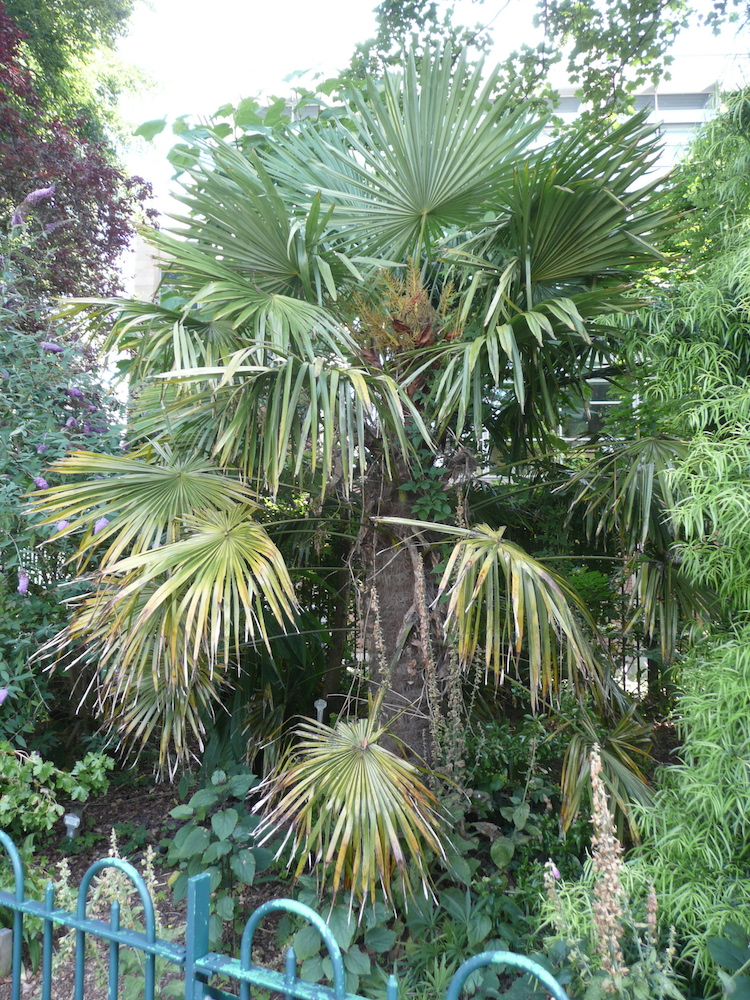 Trachycarpus fortunei in Belfast Botanic Gardens