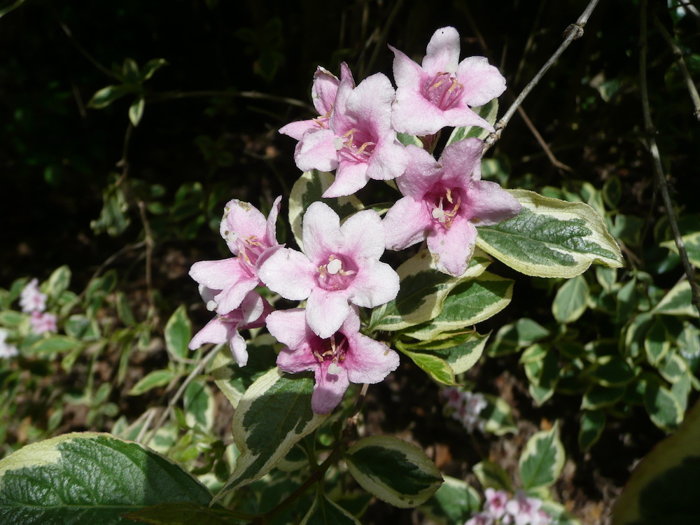 Flowers of Weigela florida 'Variegata'
