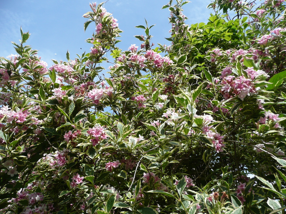 Flowering branches of Weigela florida 'Variegata'