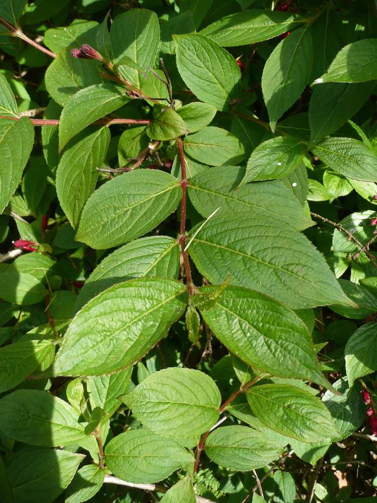 	Leaves of Weigela florida