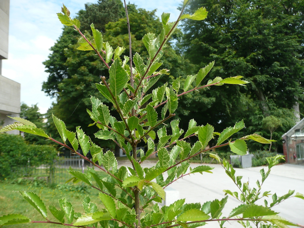 Branch of Zelkova carpinifolia