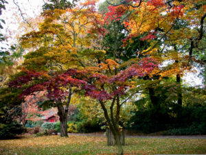 Acer maximowicii