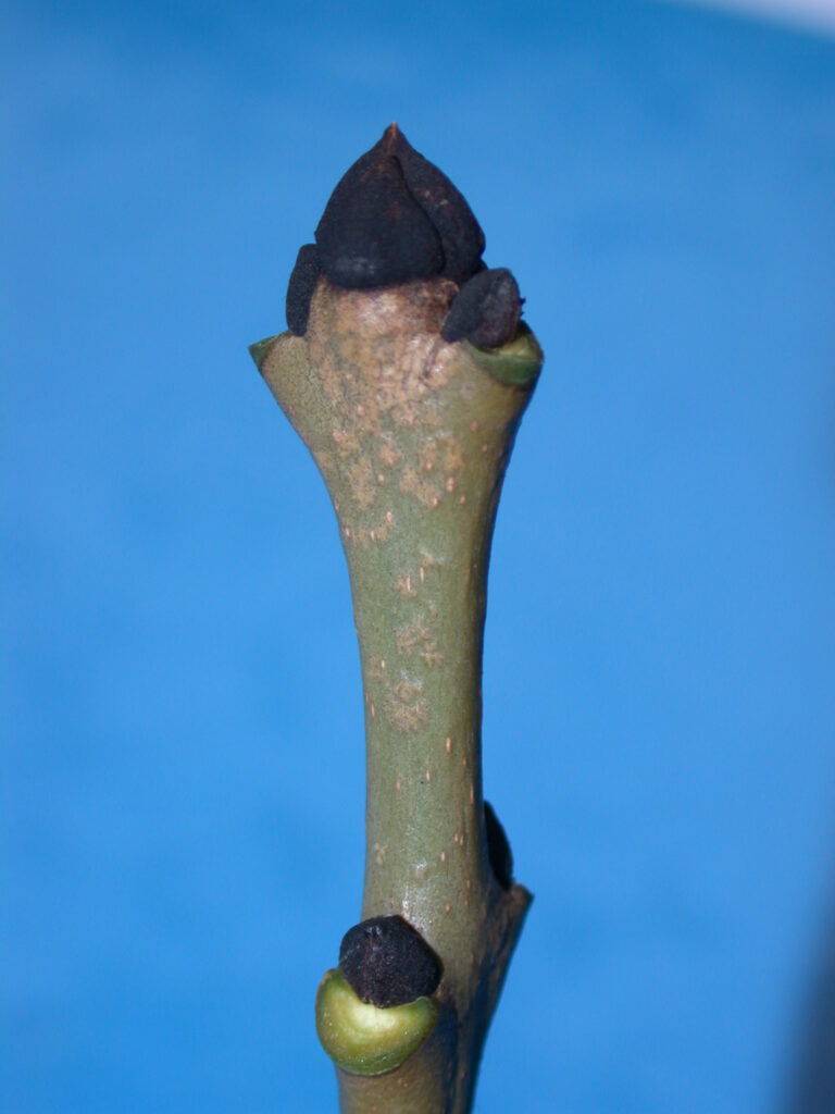 Fraxinus excelsior bud