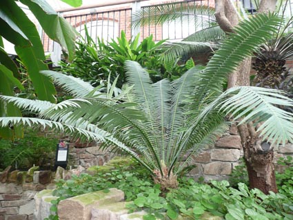 Dioon spinulosum in Belfast Botanic Gardens