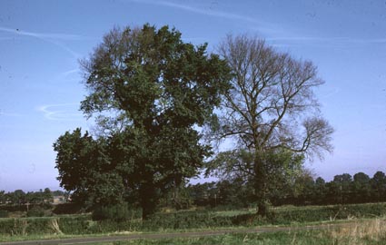 Elms with Dutch elm disease