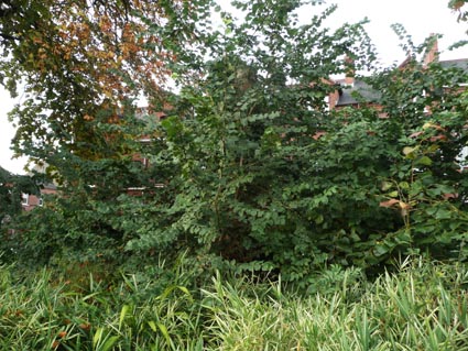 Ulmus glabra in Belfast Botanic Gardens