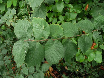 Ulmus glabra foliage