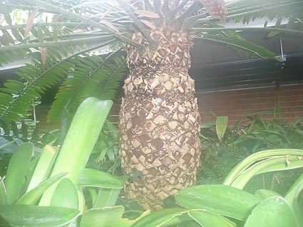 Encephalartos species in Belfast Botanic Gardens tropical ravine 