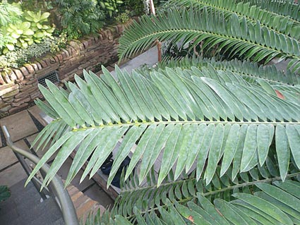 Encephalartos species in Belfast Botanic Gardens tropical ravine