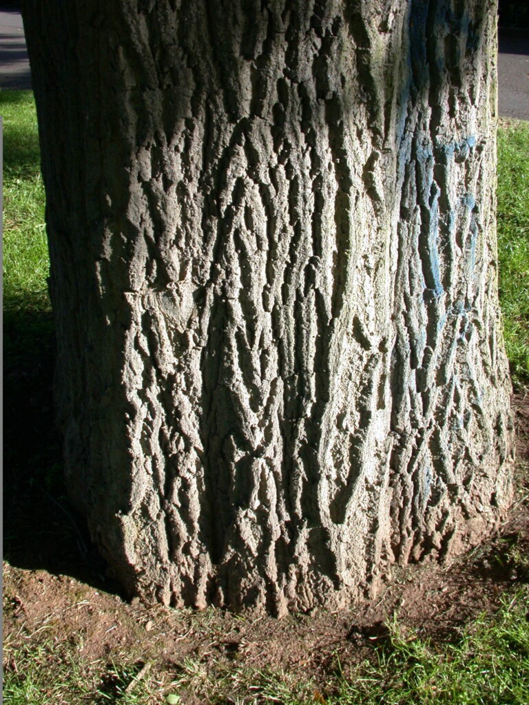 Fraxinus excelsior bark