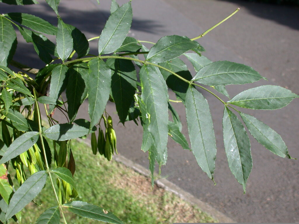 Fraxinus excelsior leaf