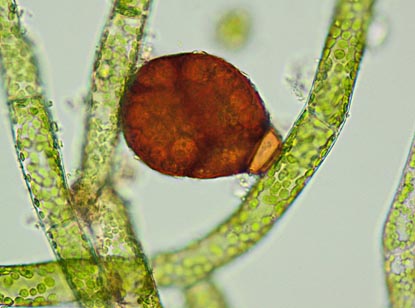 Trichomanes speciosum in Belfast Botanic Gardens. gametophyte 
