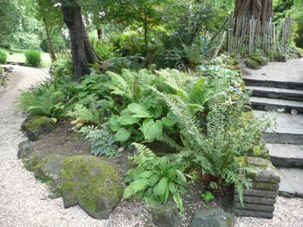 Hardy ferns in Belfast Botanic Gardens 