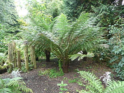 Hardy ferns in Belfast Botanic Gardens 