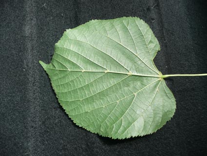 Tilia x Europaea leaf