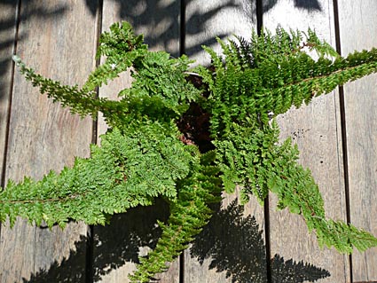 Crawfordsburn fern possible living example