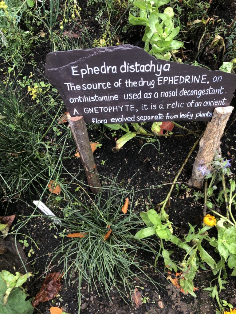 Ephedra distachia
