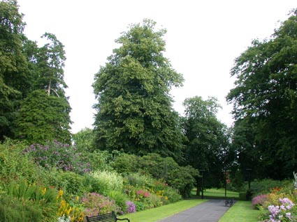 Tilia x europaea in Belfast Botanic Gardens