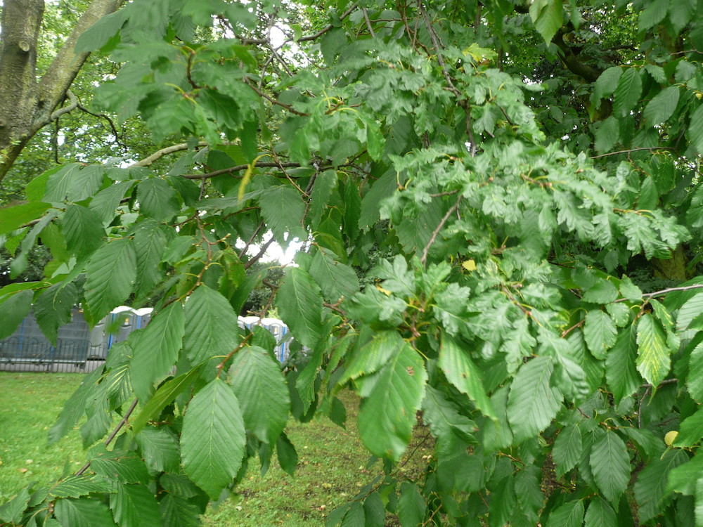 Carpinus betulus chimera
