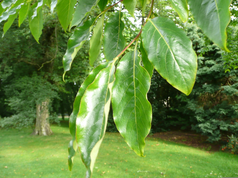 leaf of Diospyros