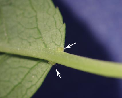 Prunus padus leaf detail