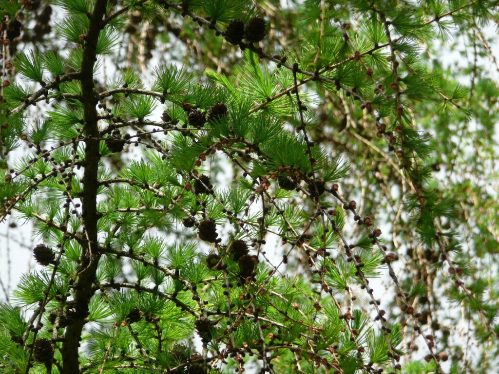 Larix kaempferi branches