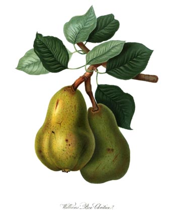 Early illustration of pear 'Williams Bon Chretien' (from Wikipedia)