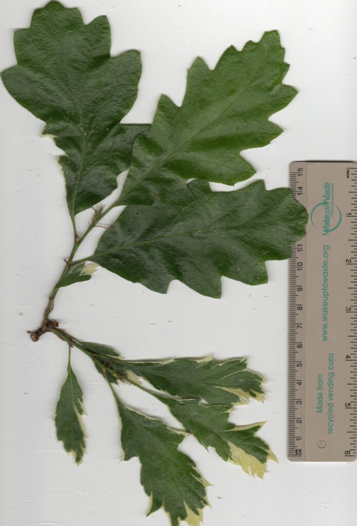 Reversion of variegation in Turkey oak