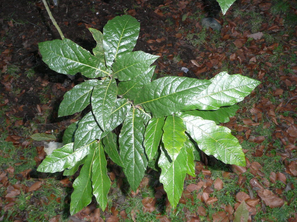 Quercus rysophylla summer