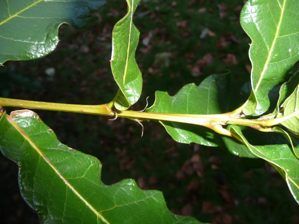 Quercus rysophylla stem and leaf