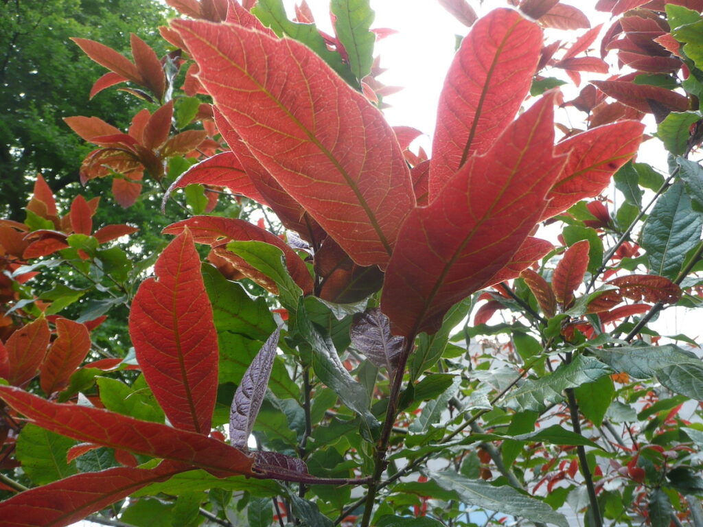 Quercus rysophylla spring foliage