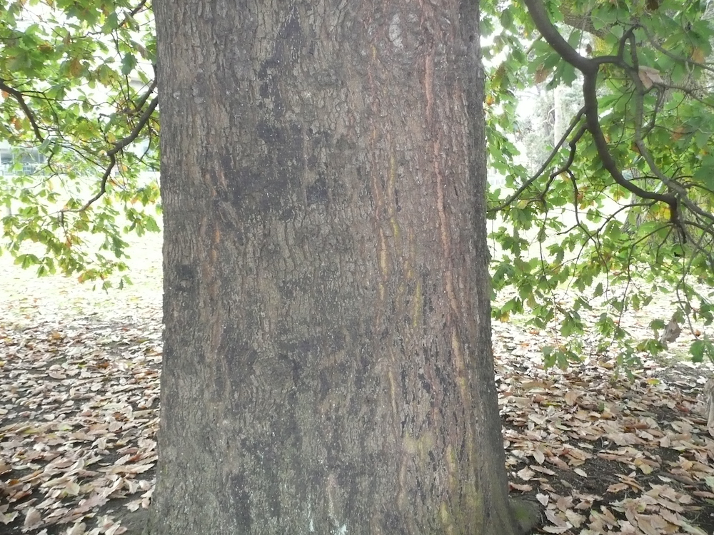 Quercus canariensis bark