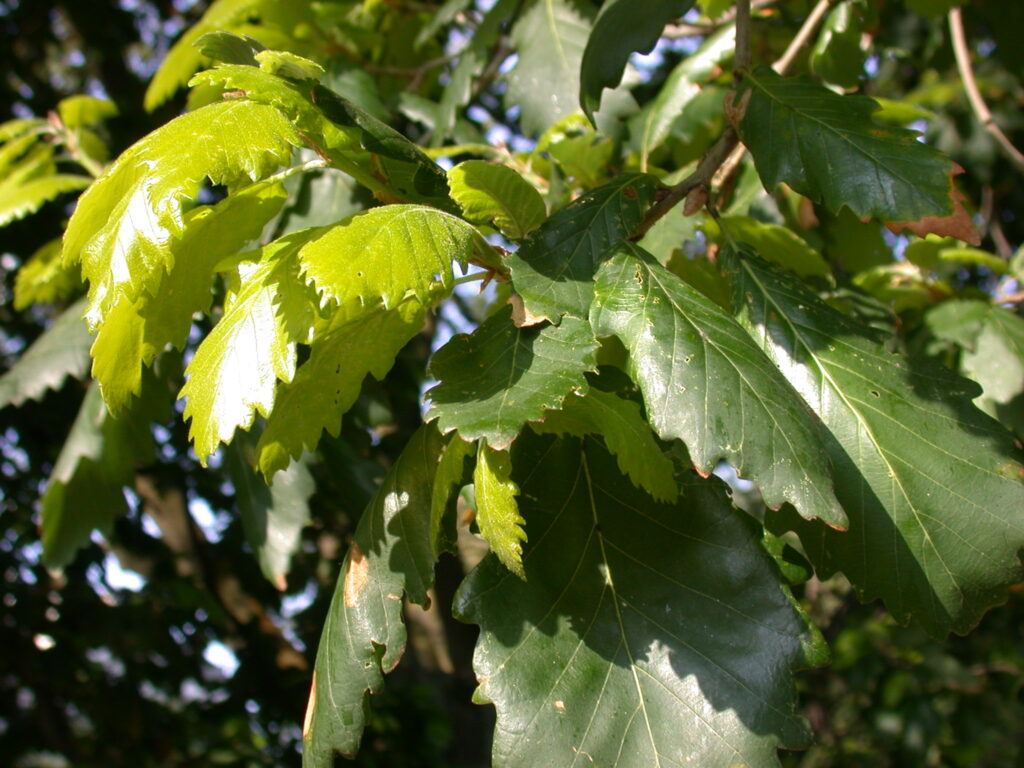 Old and new leaves of Mirbeck's oak in spring