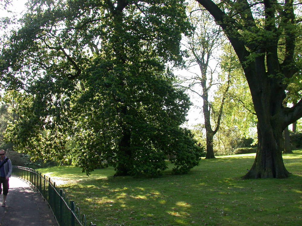 Mirbeck's oak in Belfast Botanic Gardens - spring