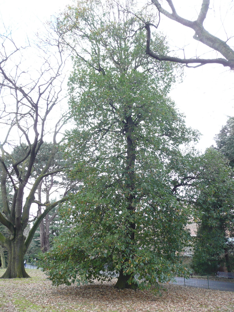 Quercus canariensis in Belfast Botanic Gardens