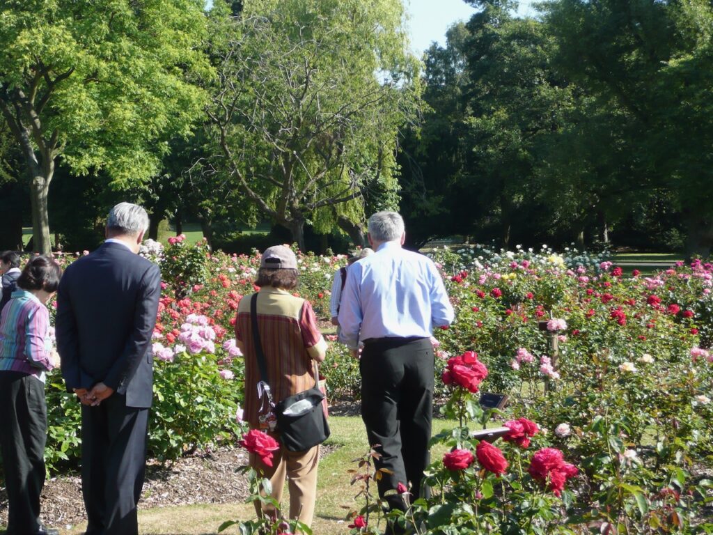 Belfast Botanic Gardens rose garden
