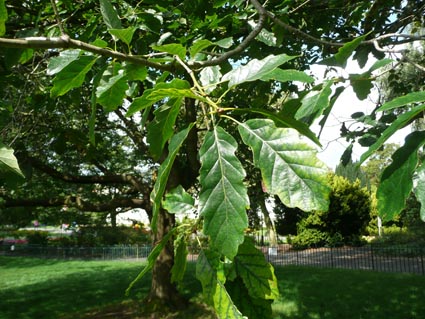 Branch of Quercus petraea