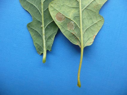 Quercus petraea and Q. robur leaves
