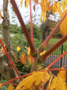 Gymnocladus dioicus petioles