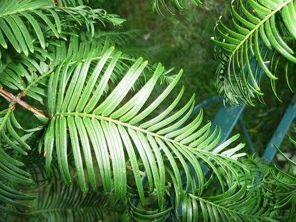 Metasequoia foliage