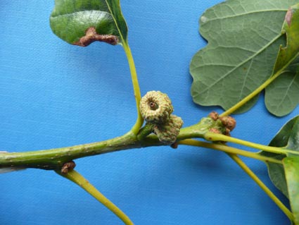 Quercus petraea petioles