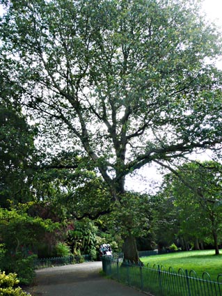 Quercus petraea in Belfast Botanic Gardens