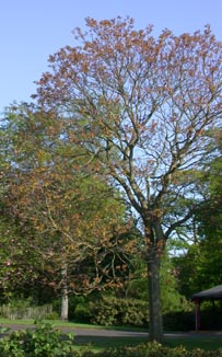 Juglans regia tree